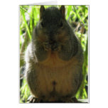 A cute, adorable squirrel picture greeting card