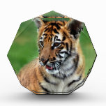 A cute baby tiger acrylic award