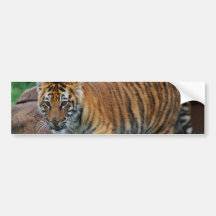 A cute baby tiger bumper sticker