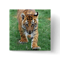 A cute baby tiger buttons