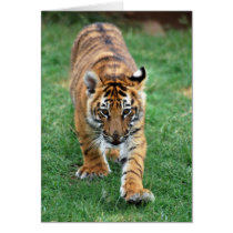 A cute baby tiger cards
