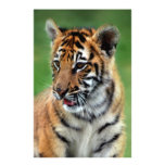 A cute baby tiger customized stationery