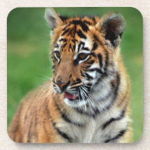A cute baby tiger drink coasters