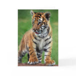 A cute baby tiger greeting cards
