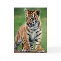 A cute baby tiger greeting cards