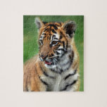 A cute baby tiger jigsaw puzzle