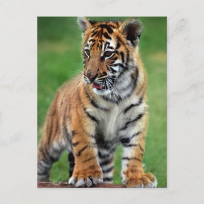 A Baby Tiger