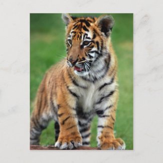 A cute baby tiger postcard