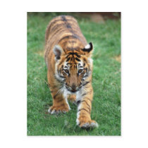 A cute baby tiger postcards