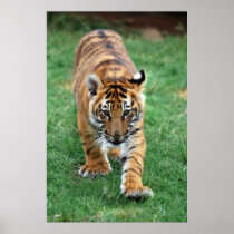 A cute baby tiger poster