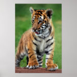 A cute baby tiger print