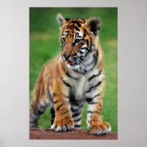 A cute baby tiger print