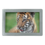 A cute baby tiger rectangular belt buckle