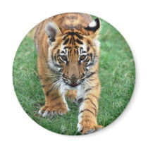A cute baby tiger refrigerator magnets