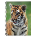 A cute baby tiger spiral note books