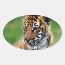 A cute baby tiger sticker