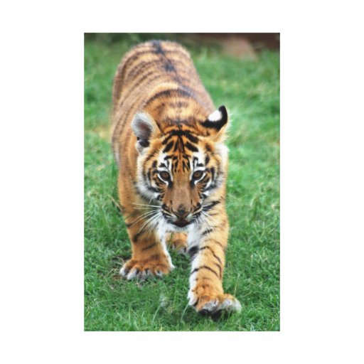 a baby tiger stretched canvas print zazzle a baby tiger stretched canvas print zazzle