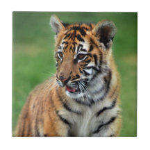 A cute baby tiger tile
