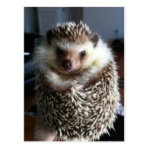 A cute hedgehog postcard