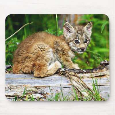 Canadian Lynx Kitten. A Cute Little Canadian Lynx