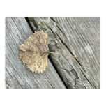 Tree: A seed sprouts and yields leaves, which grow into a tree, which becomes lumber... or perhaps a nice wooden frame for your print... <i>Like This?</i> - Tell Your Friends: A Cycle Fine Art Photography Print