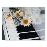 A daisy a day