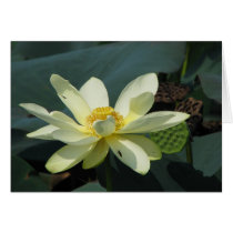 A Day at the Pond Series cards