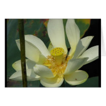 A Day at the Pond Series cards