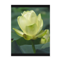 A Day at the Pond Series postcards