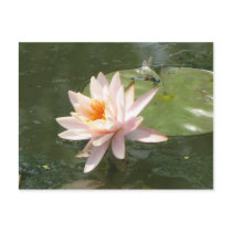 A Day at the Pond Series postcards by iiiyaaa A Day at the Pond Series postcards