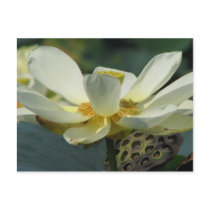 A Day at the Pond Series postcards by iiiyaaa A Day at the Pond Series postcards