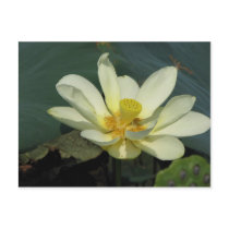 A Day at the Pond Series postcards by iiiyaaa A Day at the Pond Series postcards