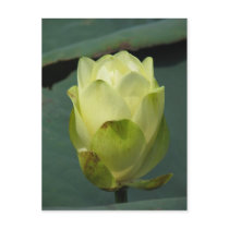 A Day at the Pond Series postcards by iiiyaaa A Day at the Pond Series postcards