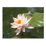 A Day at the Pond Series postcards