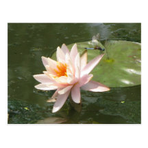 A Day at the Pond Series Postcards