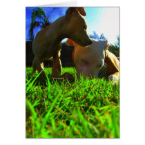 A day in the sun greeting cards