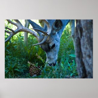 A deer grazing 1 print