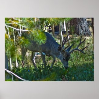 A Deer Grazing 3 print