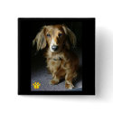 A Distinguished Dachshund Button by E_Studioz A Distinguished Dachshund Button