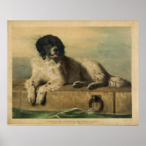 A Distinguished Member of the Humane Society Posters