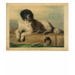 A Distinguished Member of the Humane Society Tshirt