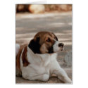 A Dog cards