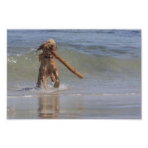 A Dog Day Afternoon Art Photo