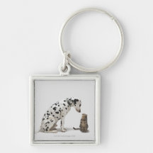 A dog looking at a cat key chain