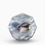 A dolphins best smile awards
