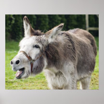 A donkey posters
