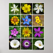 A Dozen Beauties Poster