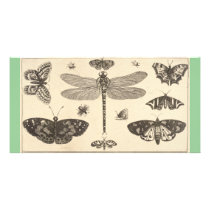 A dragonfly, ladybirds, and butterflies photo cards by MyOtherPlanet A dragonfly, ladybirds, and butterflies photo cards