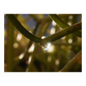 A Drop In Nature posters