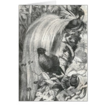 A. E. Brehm - Birds of Paradise cards
